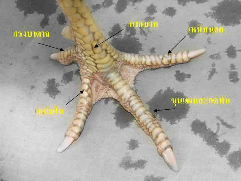 ลักษณะแข้งไก่ชนที่ดี